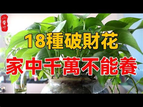 八房九重葛風水|九重葛風水擺設指南：招財旺運，避開騰蛇勾絞煞 